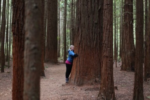 Embracing the Redwoods